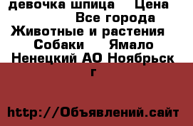 девочка шпица  › Цена ­ 40 000 - Все города Животные и растения » Собаки   . Ямало-Ненецкий АО,Ноябрьск г.